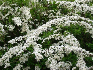 спирея серая grefsheim / spiraea cinerea grefsheim