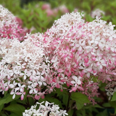 гортензия метельчатая royal flower