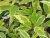 Дерен белый Spaethii / Cornus alba Spaethii дерен белый spaethii / cornus alba spaethii