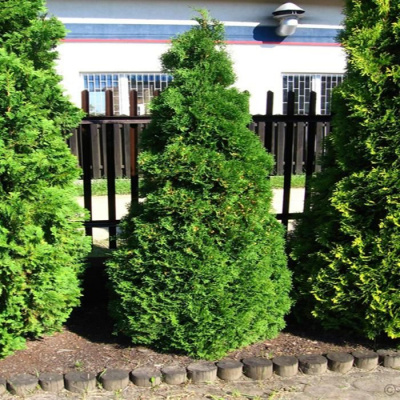 туя западная холмструп  / thuja occidentalis holmstrup