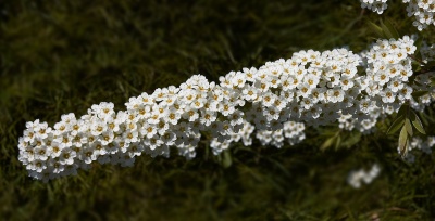 спирея серая grefsheim / spiraea cinerea grefsheim