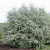 ива пепельная / salix cinerea