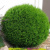 Туя западная Глобоза / Thuja occidentalis Globosa туя западная глобоза / thuja occidentalis globosa