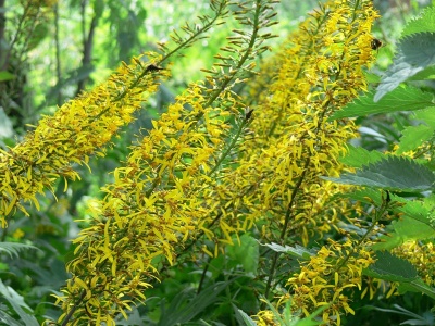 бузульник пржевальского / ligularia przewalskii 