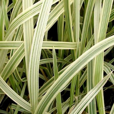 манник большой variegatum