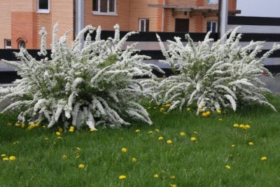 спирея серая grefsheim / spiraea cinerea grefsheim