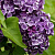 сирень обыкновенная сумерки