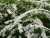 Спирея серая Grefsheim / Spiraea cinerea Grefsheim спирея серая grefsheim / spiraea cinerea grefsheim