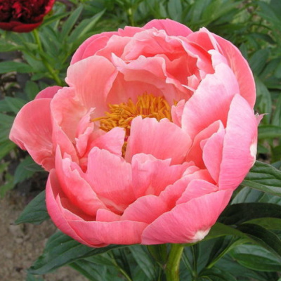 пион межвидовый гибрид pink hawaiian coral