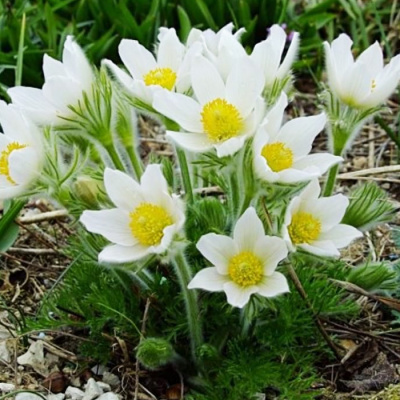 прострел обыкновенный пинвил уайт / pinwheel white