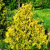 Туя западная Еллоу Риббон / Thuja occidentalis Yellow Ribbon туя западная еллоу риббон / thuja occidentalis yellow ribbon
