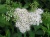 спирея японская albiflora / spiraea japonica albiflora