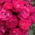 Роза Лейпциг (Leipzig) мускусная роза лейпциг (leipzig) мускусная