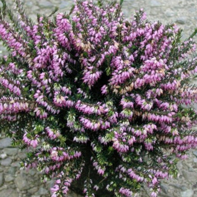 эрика atrorubra / атрорубра 