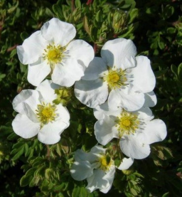 лапчатка кустарниковая abbotswood