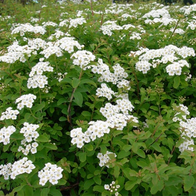спирея ниппонская halward`s silver / spiraea nipponica halward`s silver