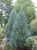 можжевельник скальный moonglow / juniperus scopulorum moonglow