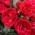 Роза плетистая Ред Эден Роуз (Red Eden Rose) роза плетистая ред эден роуз (red eden rose)