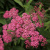Спирея японская Froebelii / Spiraea japonica Froebelii спирея японская froebelii / spiraea japonica froebelii