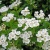 Спирея ниппонская Halward`s Silver / Spiraea nipponica Halward`s Silver спирея ниппонская halward`s silver / spiraea nipponica halward`s silver