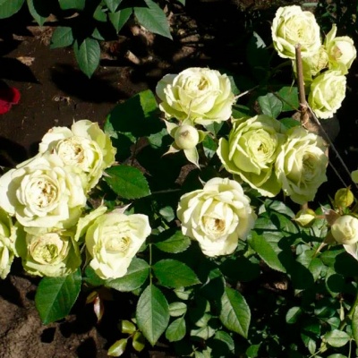 роза лавли грин (lovely green) флорибунда