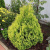 туя складчатая корник / thuja plicata kornik