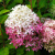 Гортензия метельчатая Royal Flower гортензия метельчатая royal flower