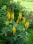 бузульник пржевальского / ligularia przewalskii 