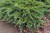 Можжевельник казацкий Tamariscifolia / Juniperus sabina Tamariscifolia можжевельник казацкий tamariscifolia / juniperus sabina tamariscifolia
