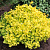 барбарис тунберга "bonanza gold"