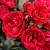 роза плетистая ред эден роуз (red eden rose)