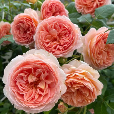 роза абрахам дерби / abraham darby (на штамбе)