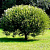 ива ломкая "буллата" / salix fragilis 'bullata'