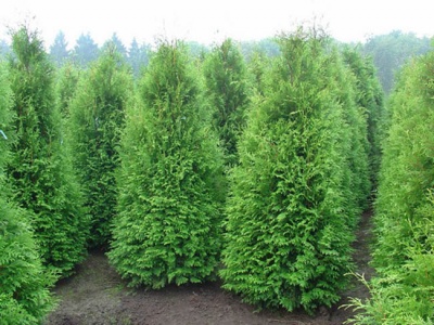 туя западная  брабант / thuja occidentalis  brabant