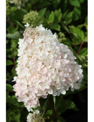 гортензия метельчатая grandiflora