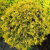 Туя западная Голден Глоб / Thuja occidentalis Golden Globe туя западная голден глоб / thuja occidentalis golden globe