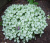 Яснотка White Nancy яснотка white nancy
