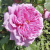 Роза Помпадур (Pompadour) флорибунда роза помпадур (pompadour) флорибунда