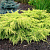можжевельник средний old gold / juniperus pfitzeriana old gold