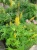 бузульник пржевальского / ligularia przewalskii 