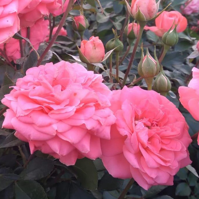 роза институт люмьер (institut lumiere) шраб