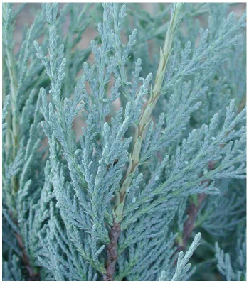 можжевельник скальный moonglow / juniperus scopulorum moonglow