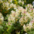 жимолость каприфоль (душистая) / lonícera caprifólium
